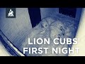 Lion Cubs&#39; First Night | Port Lympne Hotel &amp; Reserve