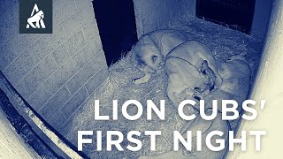 Lion Cubs First Night | Port Lympne Hotel & Reserve
