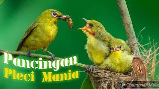 Pancingan Semua Jenis Burung#Pleci