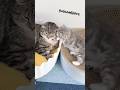 新入り子猫にシャーしてしまった猫たちの末路が… #猫