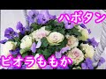 【寄せ植え】ビオラももか　葉ボタンだけの簡単寄せ植え ギャザリング ガーデニング