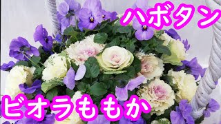 【寄せ植え】ビオラももか　葉ボタンだけの簡単寄せ植え ギャザリング ガーデニング