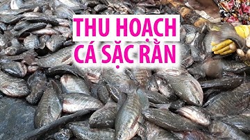 Nông dân vùng ngọt Cà Mau thu hoạch cá sặc rằn bán Tết