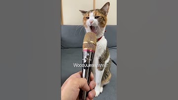 suara kucing 🐱🐱🐱 sound on