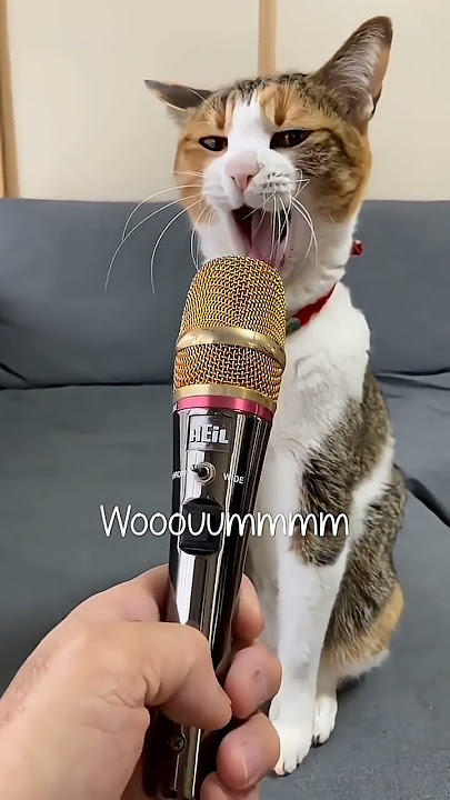 suara kucing 🐱🐱🐱 sound on