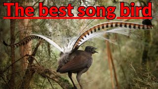 🦜 Lyrebird The Best Songbird Ever! 🦜 Amazing bird sounds from the Lyrebird 🦜