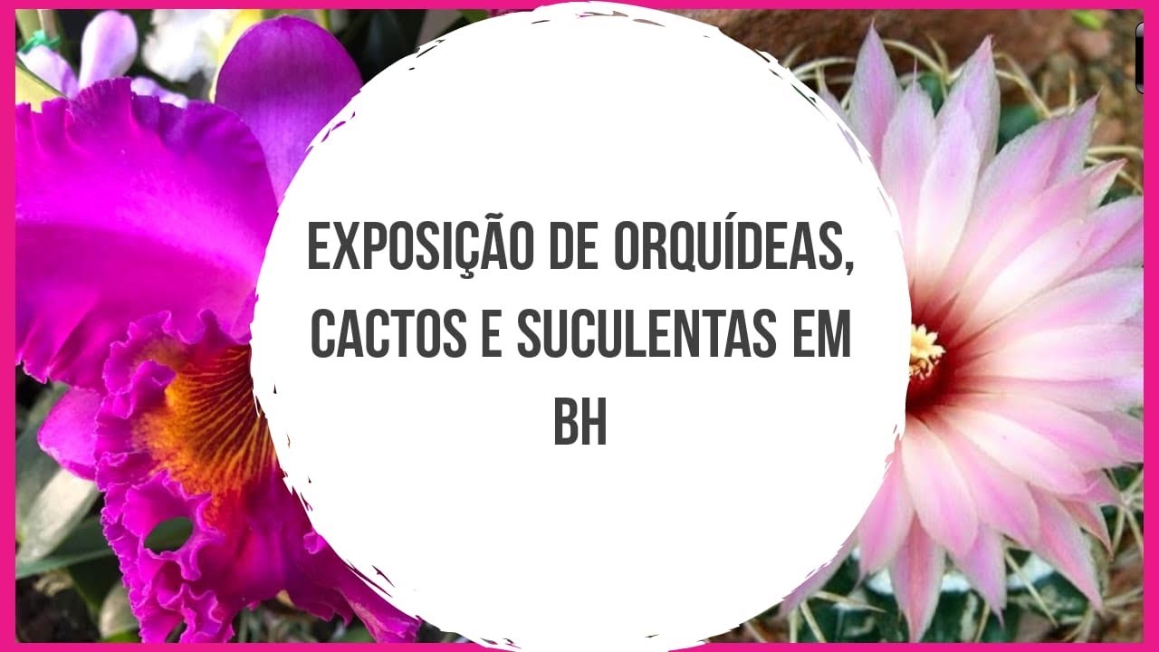 FEIRA DE ORQUÍDEAS CACTOS E SUCULENTAS - thptnganamst.edu.vn