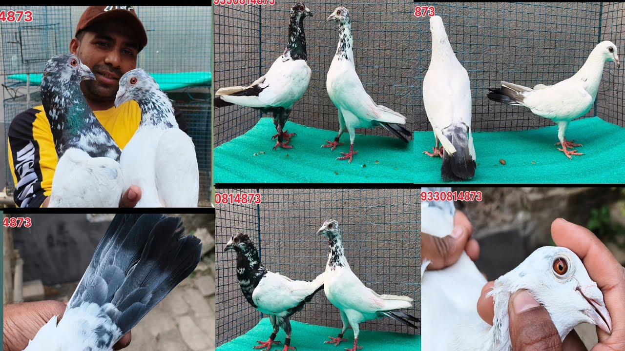 #অন্ধরা #কালশিরা #চেন্নাই #কালদুমা #অল #pigoen #সেল #ভিডিও #Subscribe #কিজিয়ে