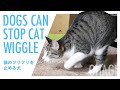 猫のフリフリを止める犬