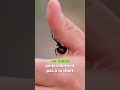 Le venin de la veuve noire ? 🕷️☠️😱