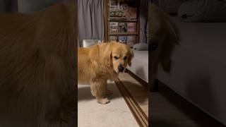 目つき😂ゴールデンレトリバー寝床につきました！Golden retriever goes to bed.