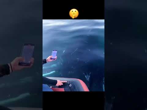 الحوت يغني بجانب القارب Shorts