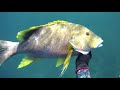 Reef and Teeth - Spearfishing NW Western Australia