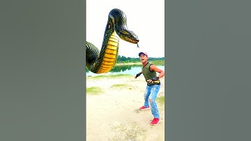 Anaconda snake in real life P127#shorts #short #snake #nagin #python #anaconda #snakes #big snake