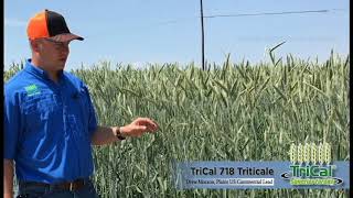 TriCal 718 Triticale