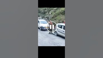 Wild leopard playing with people in Banjar (Kullu) | Leopard on roads | Tirthan valley