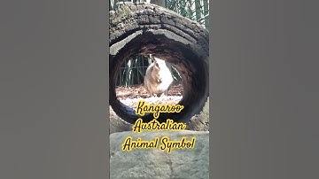 Chuột túi Kangaroo #2 – Động vật biểu tượng của Australia | Daily Life TF