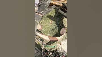 Falling of a log at risk of felling a spruce tree 🪵🤯 You can see the whole video on our youtube 🔥