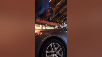 Hold Conditioning vs Force Fetch - Using Positive Training Method