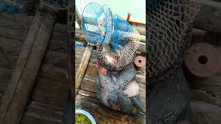 Story' wa 30 detik Hasil mancing ikan nila Jatiluhur terkini