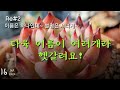 다육 이름이 여러개라 헷갈려요! #이름은 하나인데 별명은 서너개~ Succulent plant nickname