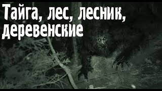 ИСТОРИЙ ПРО ДЕРЕВНЮ. Страшные. Мистические. Творческие истории. Хоррор