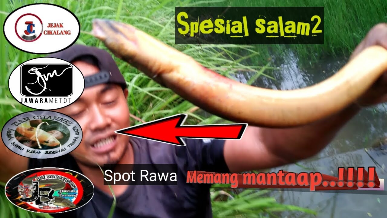 MANCING BELUT DI KOLAM YG SUDAH LAMA TA'TERAWAT-Budak Bangor 