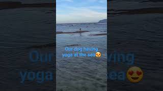 Our early swimmer dog and having yoga at the sea#doglover #goodmorning #shortvideo #vloggifysmiley