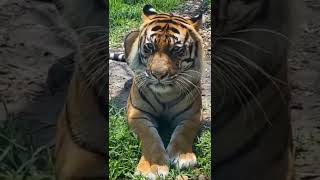 Bangal tiger attitude😎 status😍
