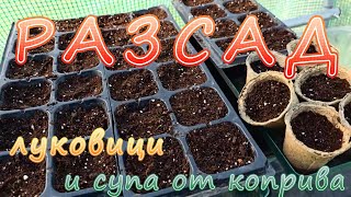 видео: Луковици, разсад и супа от коприва картинка: Луковици, разсад и супа от коприва