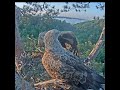 03:41 AM Dawn Feast! Orlan White-Tailed Eagle Lands First Fresh Catch of the Day! 🦅🐟