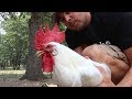 This Rooster Could Save Your LIFE!