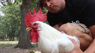 This Rooster Could Save Your LIFE!