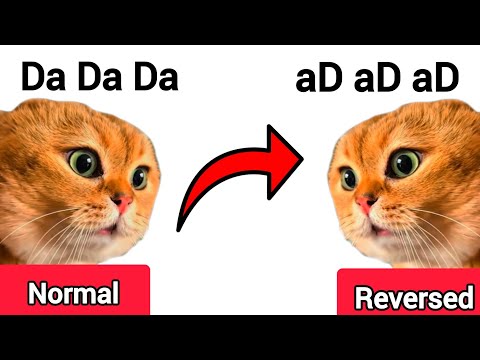 Famous Cat Memes 😺 Normal vs Reversed | Compilation pt.5