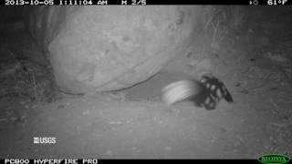 Animal Interactions at Wind Energy Facilities – Western Spotted Skunk