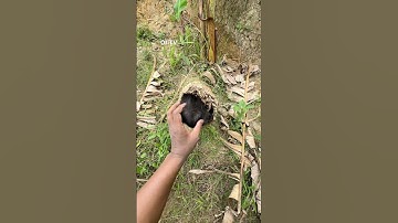 Strange animal black waena #viral #nest #explore #nature #birds #wildlife #birdingparadise #animal
