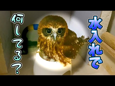 水浴び中の情けないふくろうがこちらです Here is the pathetic