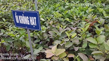 Cung cấp cây giống ổi không hạt chuẩn F1 - Cây cảnh hải đăng