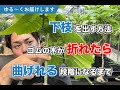 【ゆる〜く】質問にお答えします【観葉植物】【ゴムの木】【曲げ】