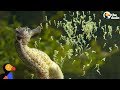 Seahorse Dads Give Birth To Thousands Of Babies | The Dodo