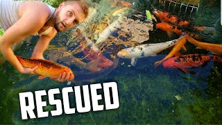 We Rescued all of these Koi since the Koi Pond Theif!