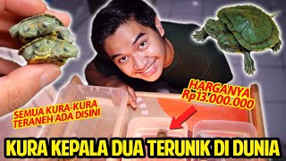 GAK NYANGKA BISA LIHAT KURA KEPALA DUA LANGSUNG RP 13.000.000!! SEMUA KURA SULTAN ADA DISINI!