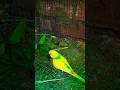 #budgies #shorts #budgiesparrots #shortvideo #lovebirds #cockatielbird #finchbird #pigeonbird