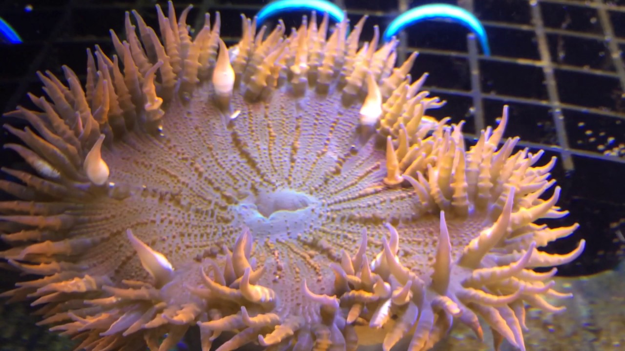 camera iphone 8 plus apk ROCK FLOWER ANEMONE (EXTENDED VERSION)