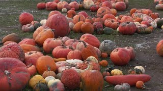 Recycling pumpkins | ECO9