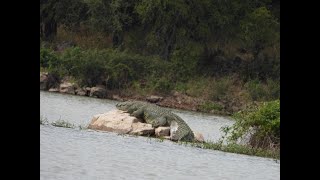 Part III Boat croc