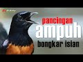 PANCINGAN AMPUH MURAI BATU CEPAT BONGKAR ISIAN