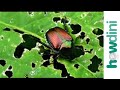 Organic pest control - Natural bug and insect repellents