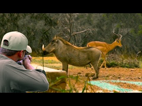 Video: Rhodesian Ridgebackin alkuperäinen elinympäristö