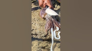 The Most Satisfying Cuttlefish Bone Removal